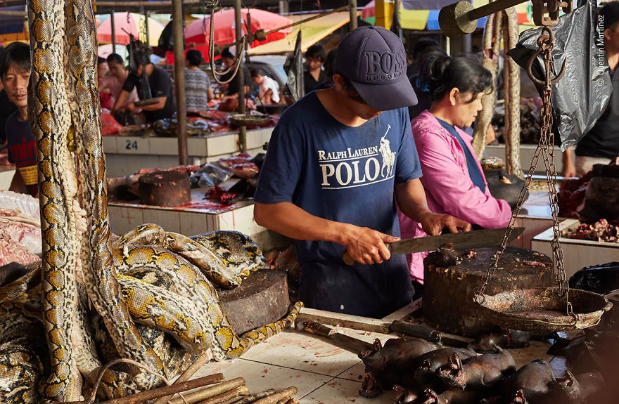 Wildlife Photojournalism Highly Commended: "A Risky Business" By Quentin Martinez