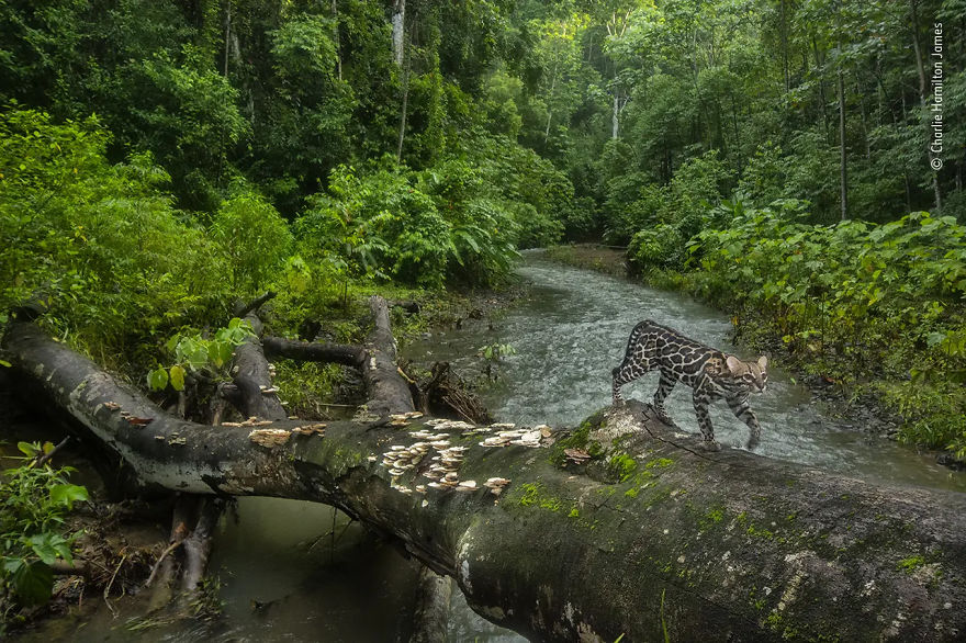 Animals In Their Environment Highly Commended: "Ocelot On The Highway" By Charlie Hamilton James