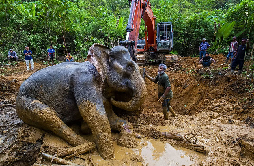 Wildlife Photojournalism Highly Commended: "Palm Oil Sacrifice" By Paul Hilton