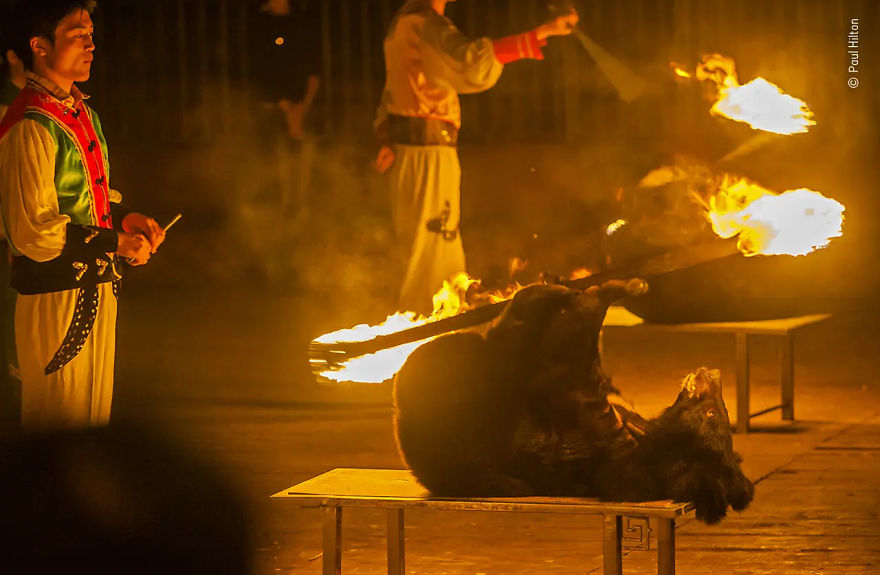 Wildlife Photojournalist Story Award Winner: "No Fun For Bears" By Paul Hilton