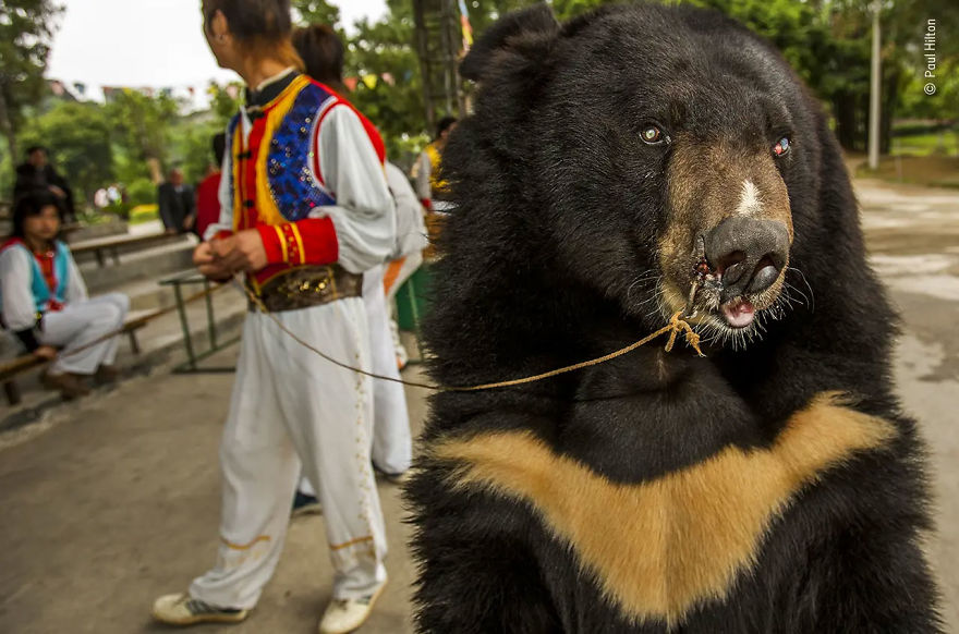 Wildlife Photojournalist Story Award Winner: "The Blind Leading The Blind" By Paul Hilton
