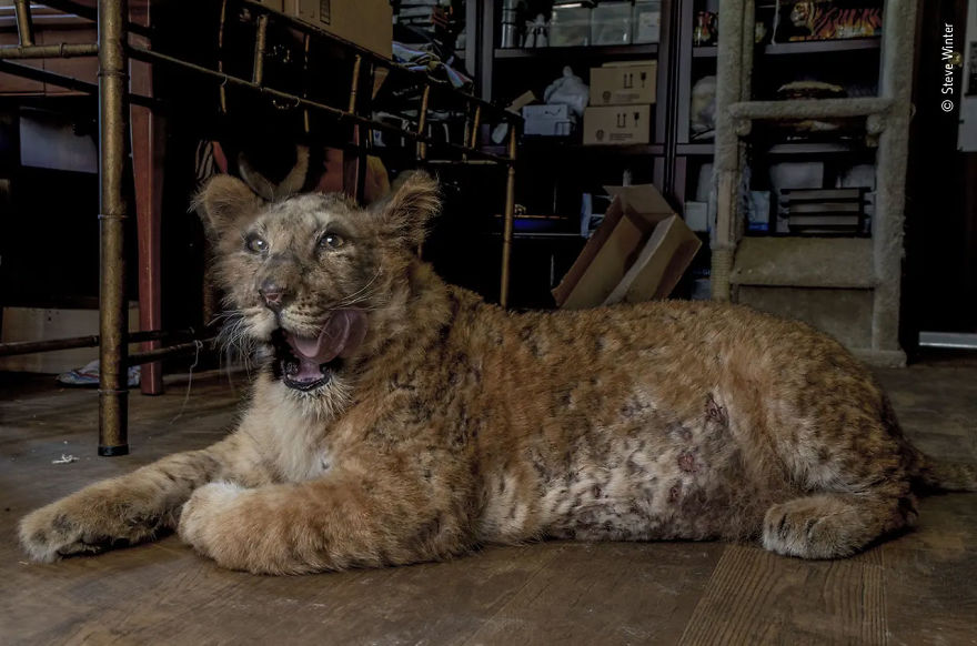 Wildlife Photojournalist Story Award Highly Commended: "The Cub That Grew Too Big" By Steve Winter