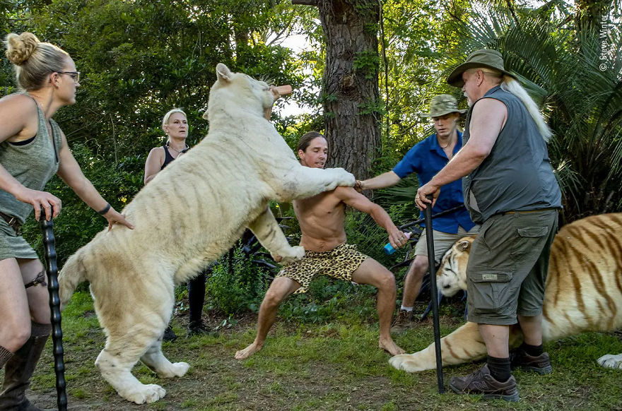 Wildlife Photojournalist Story Award Highly Commended: "Photo Props" By Steve Winter