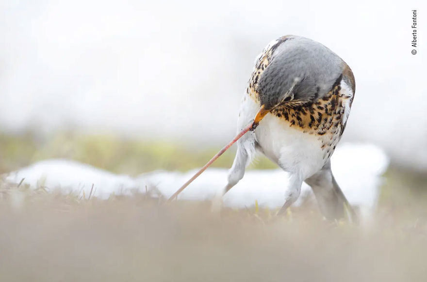 Rising Star Portfolio Award Winner: "The Pull Of The Meadows" By Alberto Fantoni
