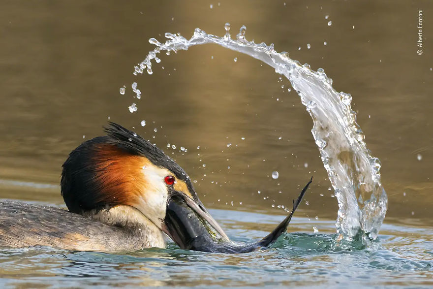 Rising Star Portfolio Award Winner: "Great Catch" By Alberto Fantoni