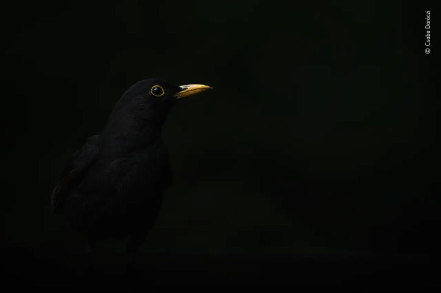 Animal Portraits Highly Commended: "The Beak" By Csaba Daróczi