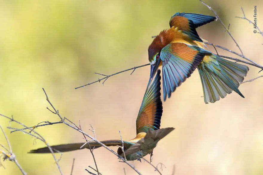 Rising Star Portfolio Award Winner: "Perch Power" By Alberto Fantoni