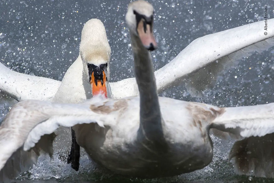 Rising Star Portfolio Award Winner: "Raging Cob" By Alberto Fantoni