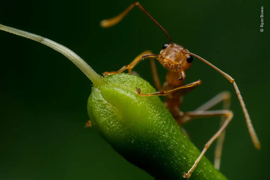 Wildlife Photographer Portfolio Award Winner: "Jaws" By Ripan Biswas