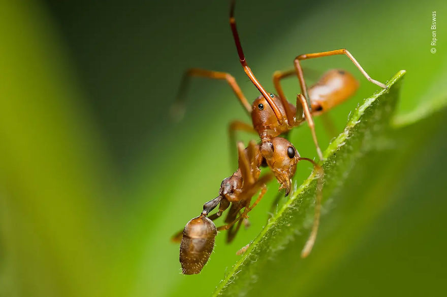 Wildlife Photographer Portfolio Award Winner: "Death By Deception" By Ripan Biswas