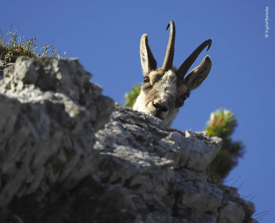 10 Years And Under Highly Commended: "Caught In The Act" By Kryštof Bartuška