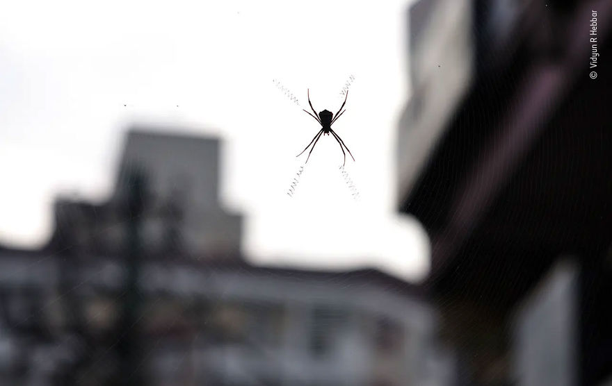 10 Years And Under Highly Commended: "City Signature" By Vidyun R Hebbar