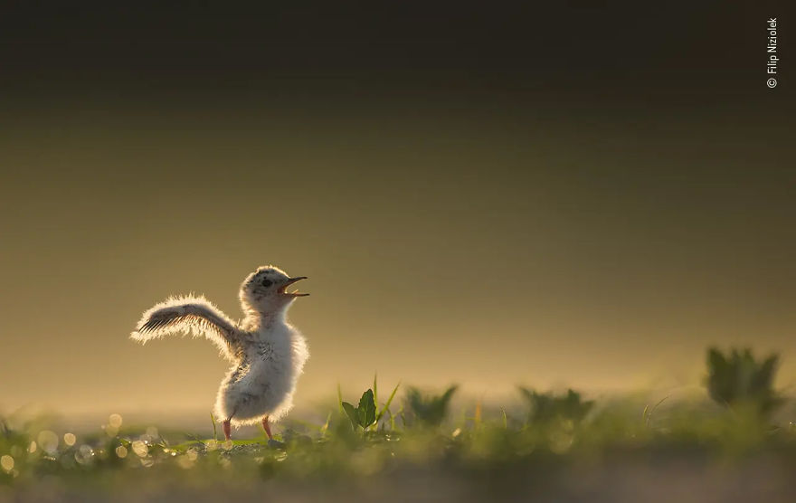 10 Years And Under Highly Commended: "Chick With A Chance" By Filip Niziolek