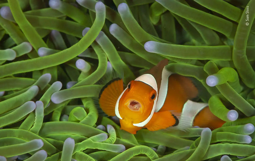 11-14 Years Winner: "A Mean Mouthful" By Sam Sloss