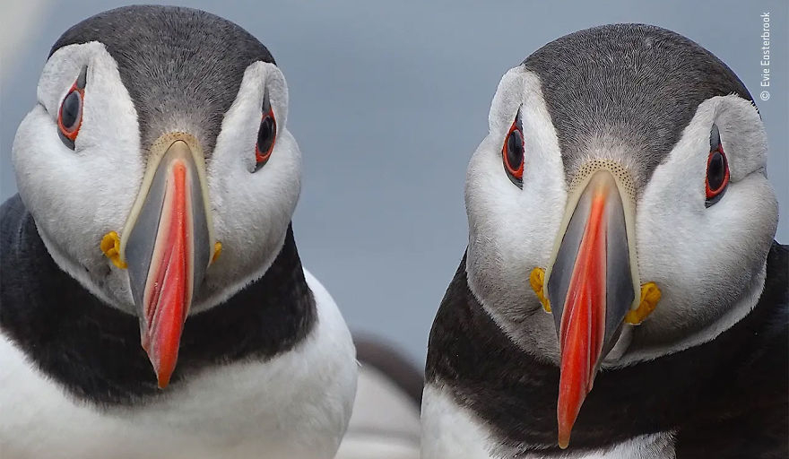 11-14 Years Highly Commended: "Paired-Up Puffins" By Evie Easterbrook