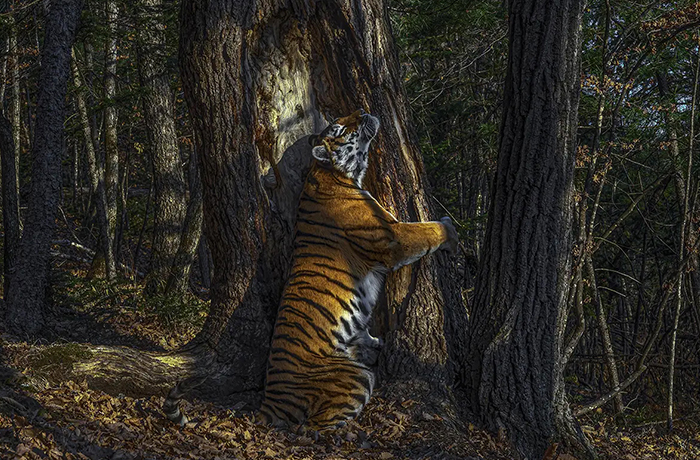 The Wildlife Photographer Of The Year 2020 Winners Have Just Been Announced (15 Pics)