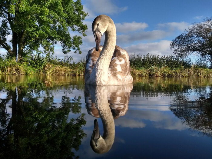 Young Bird Photographer Of The Year: First Place, 'Seeing Double' By Adam Lake