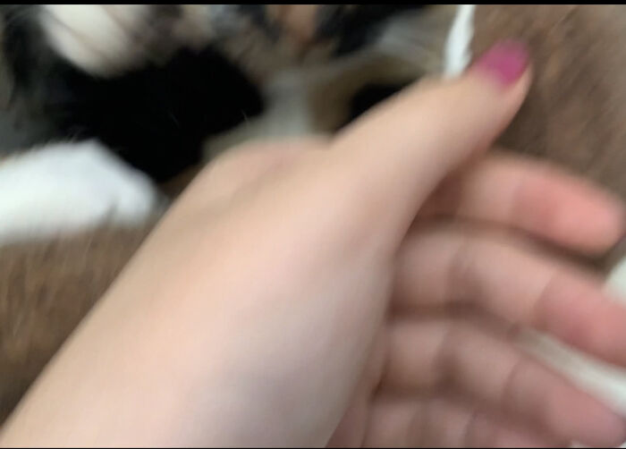 My Cat Tried To Murder Me