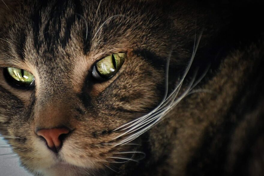 I Photograph My Cats And Other Cats In My Life