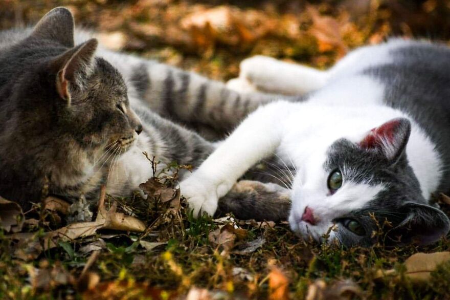 I Photograph My Cats And Other Cats In My Life