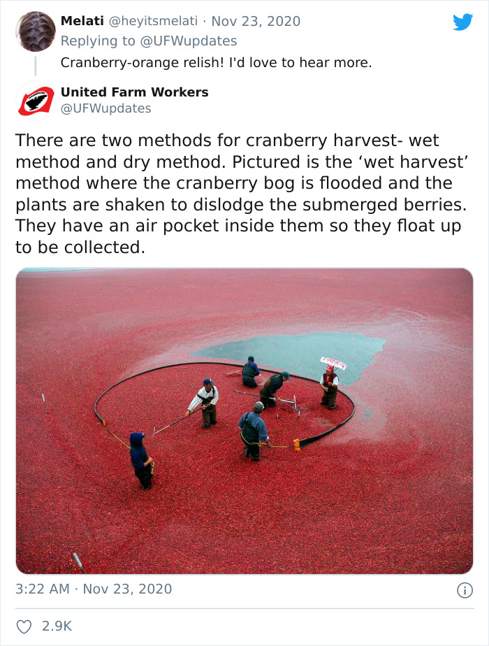 United Farm Workers Of America Honor Farmers By Showing People How Ingredients For Thanksgiving Meals Are Harvested United Farm Workers Of America Honor Farmers By Showing People How Ingredients For Thanksgiving Meals Are Harvested