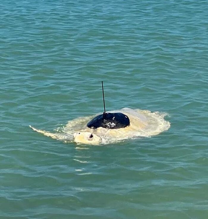 Sea Turtle Named Lou Learns To Swim Again After Losing Two Flippers In Fishing Nets