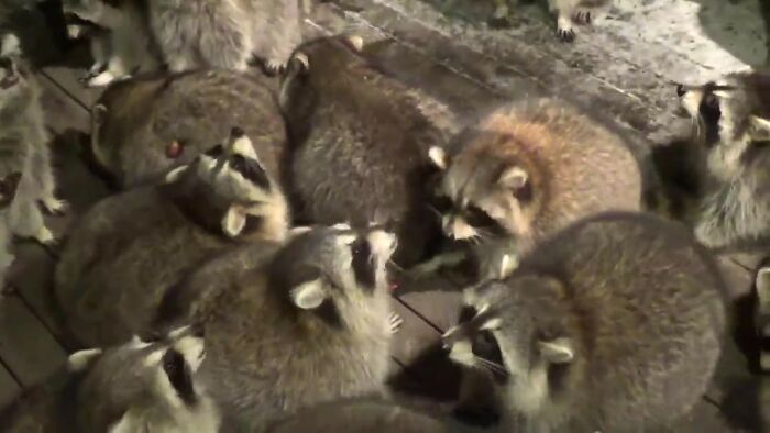 Every Night, This Man Feeds Hot Dogs To This Pack Of Raccoons As Per His Late Wife's Wish