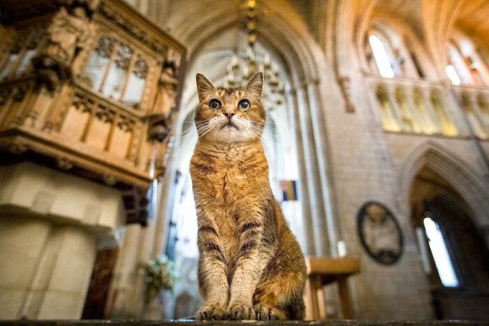 Cat Who Lived In A Church For 12 Years Passes Away, The Church Gives Her An Entire Memorial Service Cat Who Lived In A Church For 12 Years Passes Away, The Church Gives Her An Entire Memorial Service