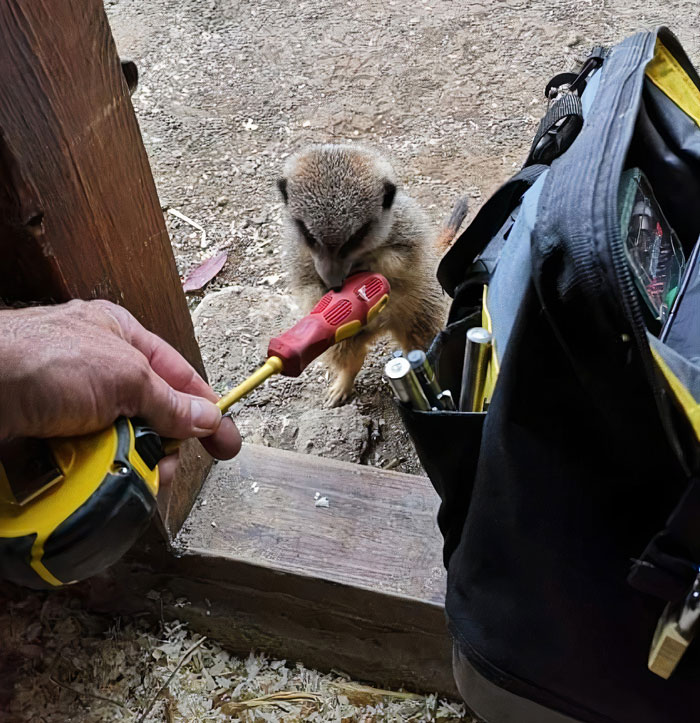 This Dad’s An Electrician In A Zoo And Here’s How He Spent His Morning With A Bunch Of Meerkats