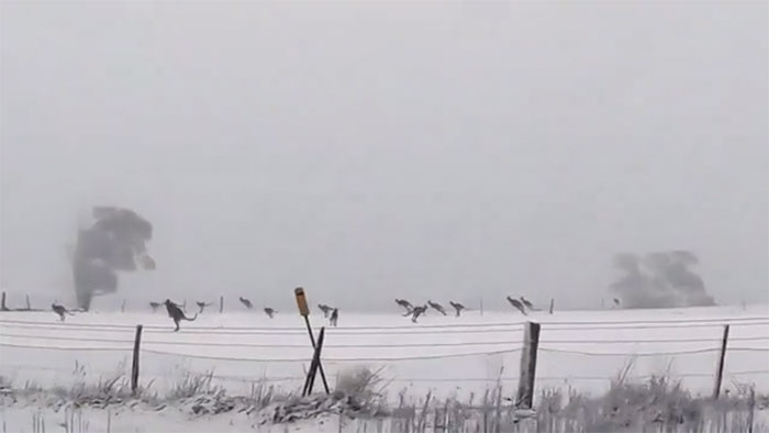 It's Snowing In Australia At The Moment And Its Not Every Day That You Get To See Kangaroos Hopping In The Snow