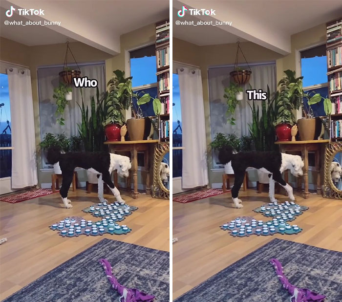 TikTok User Teaches Their Dog To Talk Using Buttons, Gets Surprised When She Asks Who She Is TikTok User Teaches Their Dog To Talk Using Buttons, Gets Surprised When She Asks Who She Is