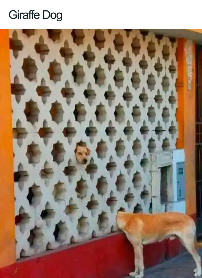 Dog memes featuring a dog with its head through a patterned wall looking at another dog outside.
