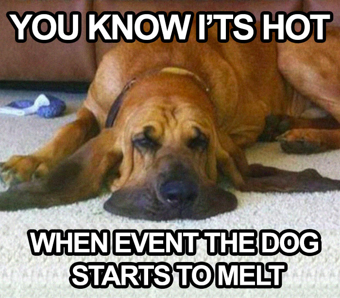 Dog meme showing a droopy-faced dog lying flat on a carpet with text about the hot weather.
