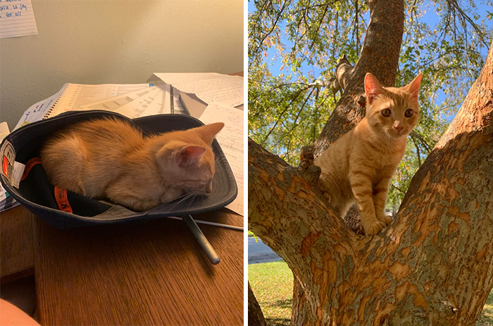 After Our Old Cat Passed Away We Swore We’d Never Have Another Animal, It Was Too Hard. 8 Months Later We Found This Guy In A Car Engine. Butters Has Made Us Love Again!