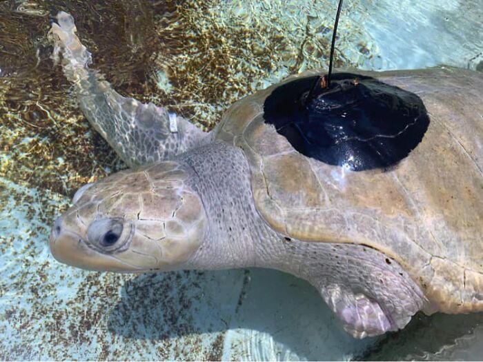 Sea Turtle Named Lou Learns To Swim Again After Losing Two Flippers In Fishing Nets Sea Turtle Named Lou Learns To Swim Again After Losing Two Flippers In Fishing Nets