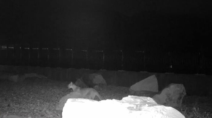 The Highway Overpass In Utah Is A Major Success And The Video Shows Many Wild Animals Using It To Avoid Danger The Highway Overpass In Utah Is A Major Success And The Video Shows Many Wild Animals Using It To Avoid Danger