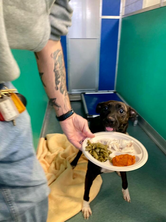 Nearly 80 Shelter Animals Get Treated To A Festive Thanksgiving Meal Nearly 80 Shelter Animals Get Treated To A Festive Thanksgiving Meal