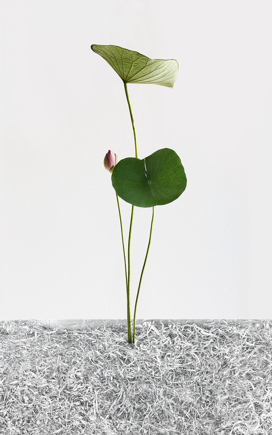 White Light (Professional Nature & Flowers Category, 1st Place)