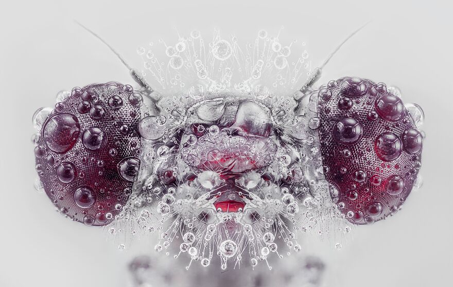 Insect Portraits (Professional Nature & Macro Category, 1st Place)