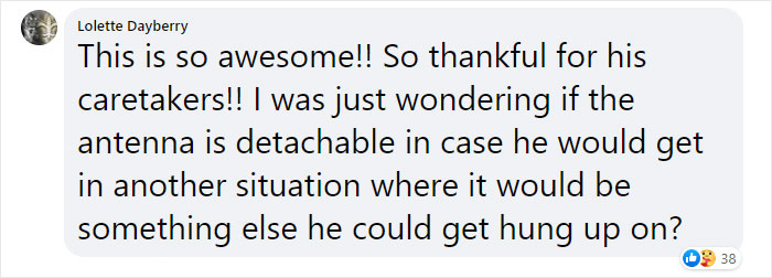 Sea Turtle Named Lou Learns To Swim Again After Losing Two Flippers In Fishing Nets Sea Turtle Named Lou Learns To Swim Again After Losing Two Flippers In Fishing Nets
