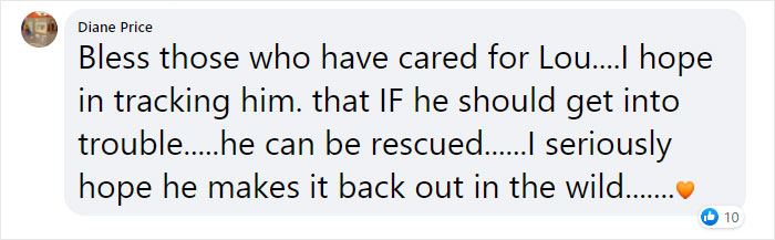 Sea Turtle Named Lou Learns To Swim Again After Losing Two Flippers In Fishing Nets Sea Turtle Named Lou Learns To Swim Again After Losing Two Flippers In Fishing Nets