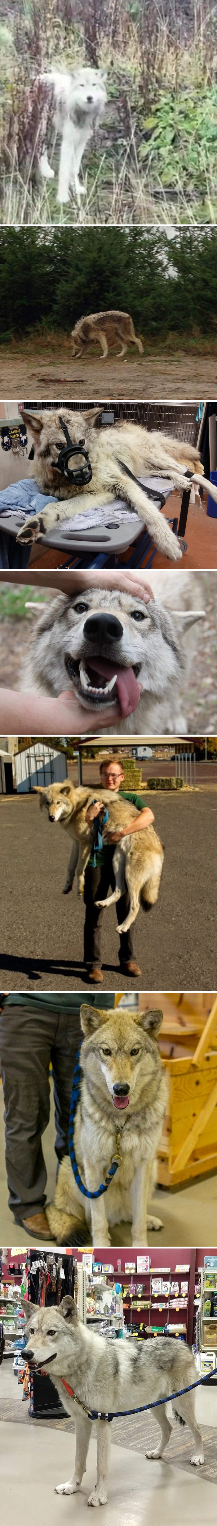 Before-After-Pet-Challenge