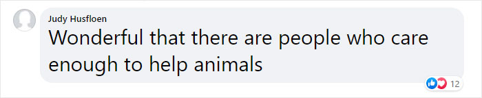 Sea Turtle Named Lou Learns To Swim Again After Losing Two Flippers In Fishing Nets