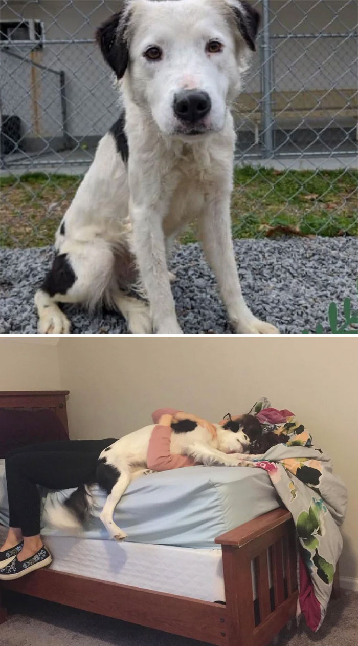 World’s Saddest Doggy To Beloved Derp