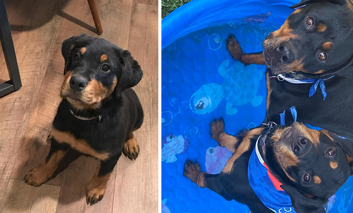 Didnt-Want-A-Dog-Challenge