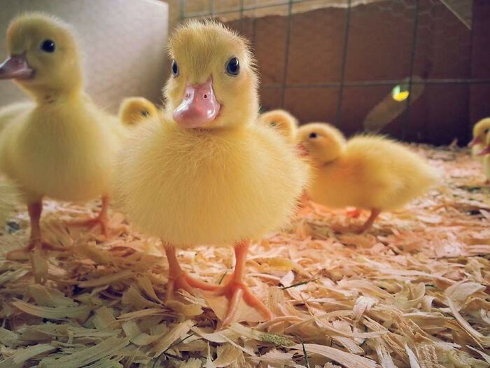 They're As Soft As They Look