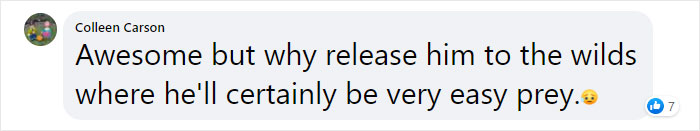 Sea Turtle Named Lou Learns To Swim Again After Losing Two Flippers In Fishing Nets