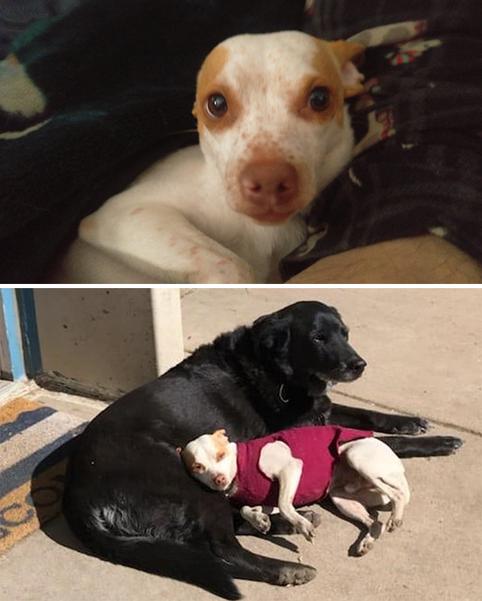 Didnt-Want-A-Dog-Challenge