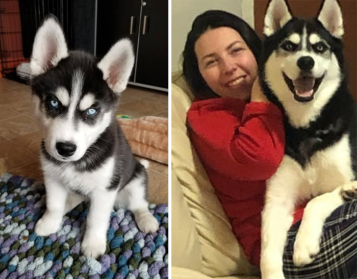 Before-After-Pet-Challenge