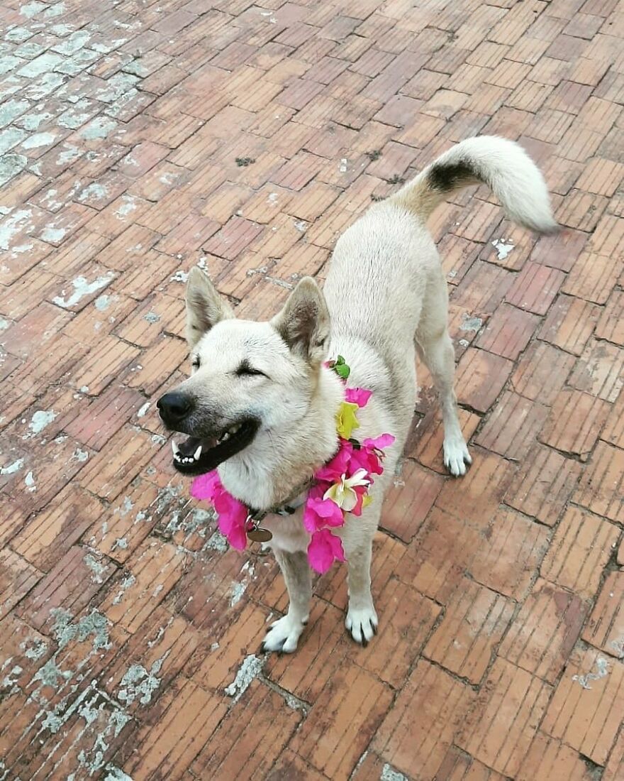 Vietnam's First Farm Sanctuary And Animal Rescue Helps All Kinds Of Animals Who Are Suffering From Cruelty And Neglect Vietnam's First Farm Sanctuary And Animal Rescue Helps All Kinds Of Animals Who Are Suffering From Cruelty And Neglect